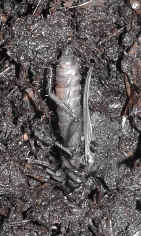 Larve di dittero?  S, pupe di Bibo sp. (Bibionidae).
